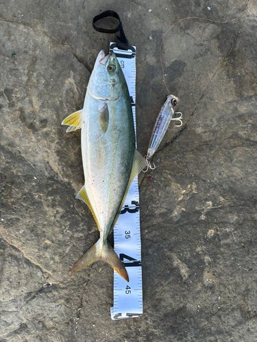 イナダの釣果