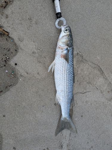 ボラの釣果