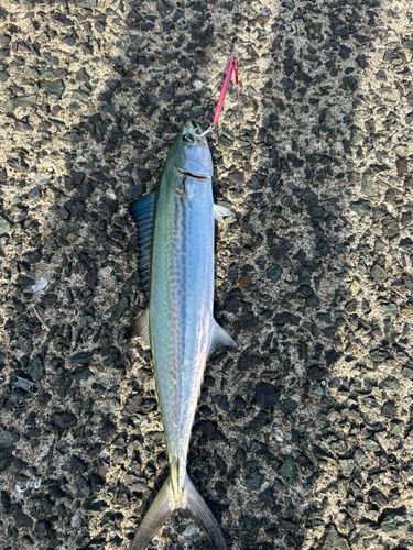 サゴシの釣果