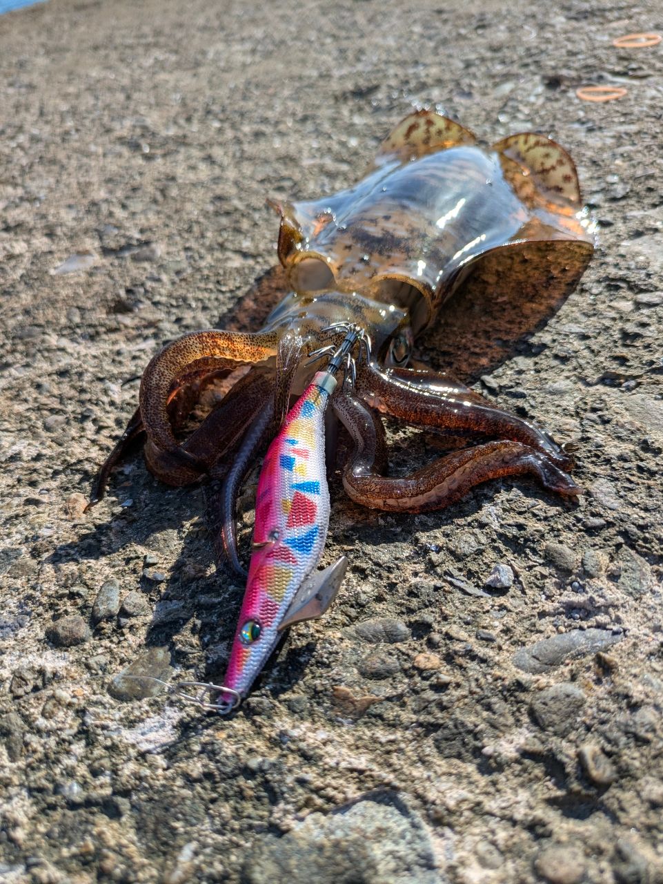 アオリイカ