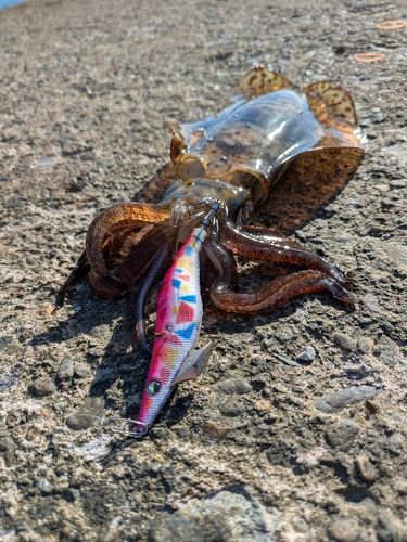 アオリイカの釣果