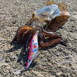 アオリイカ