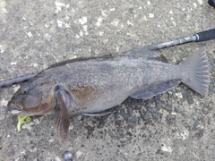 アイナメの釣果