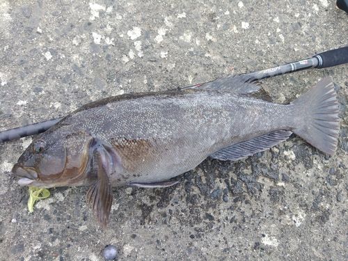 アイナメの釣果