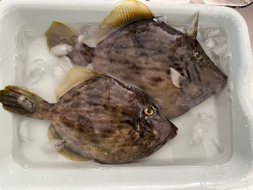 カワハギの釣果