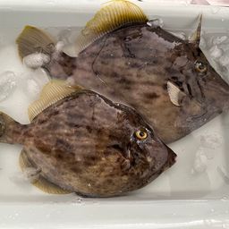 カワハギ