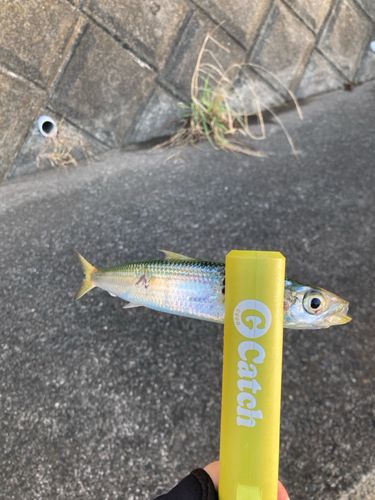 ボラの釣果