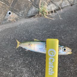 ウルメイワシ