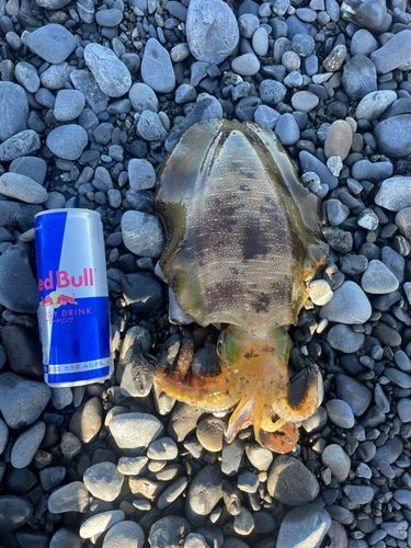 イカの釣果