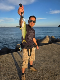 サゴシの釣果