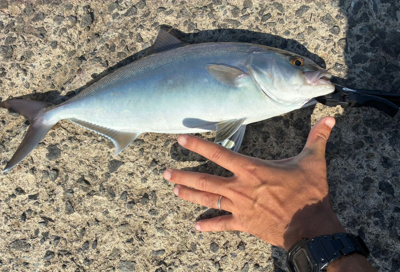 DAIWA 21エメラルダス ストイスト RT 76MMHの最安値・インプレ・釣果