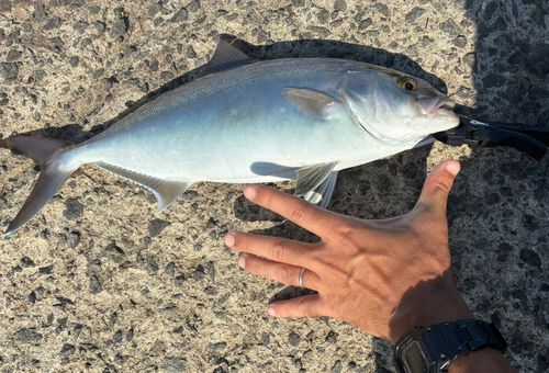 ネリゴの釣果