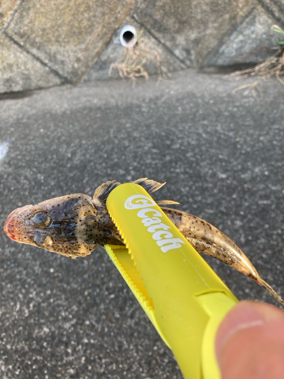 イネゴチ