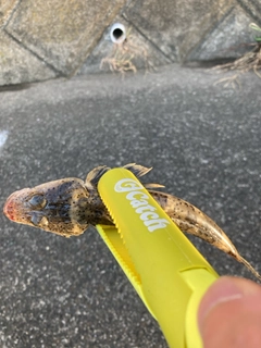 イネゴチの釣果