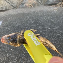 イネゴチ