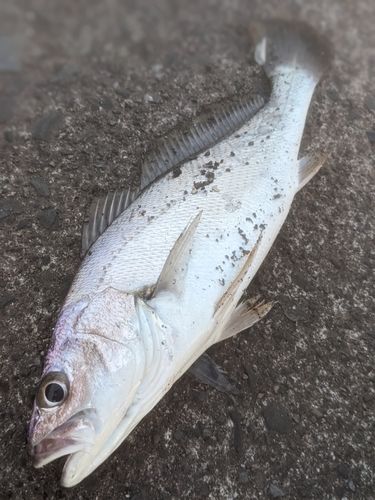ニベの釣果