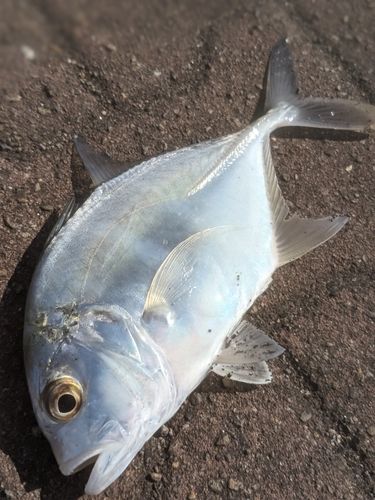 メッキの釣果