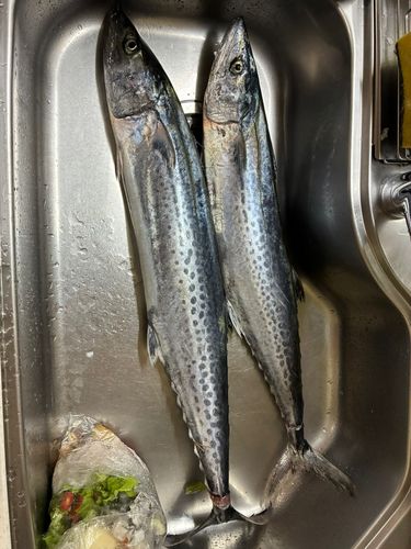 サワラの釣果