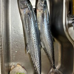 サワラ