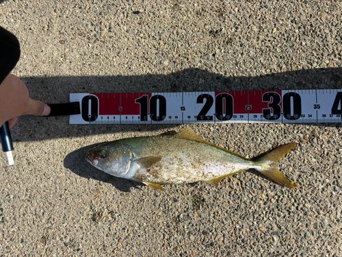 コゾクラの釣果