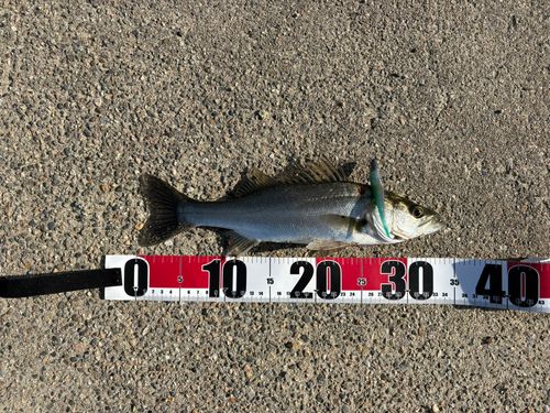 フッコ（ヒラスズキ）の釣果
