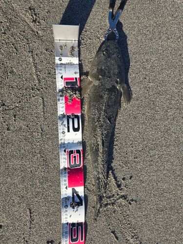 マゴチの釣果