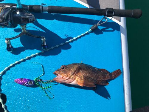 カサゴの釣果