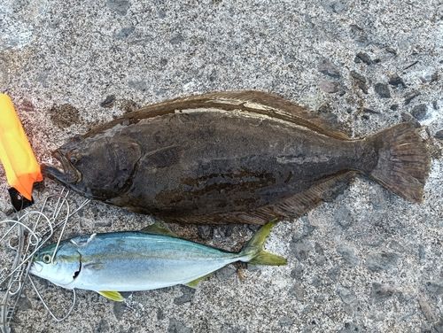 ヒラメの釣果