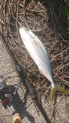 コゾクラの釣果