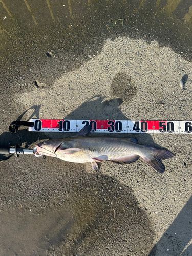 アメリカナマズの釣果