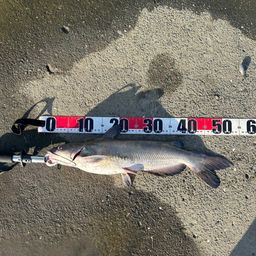 アメリカナマズ