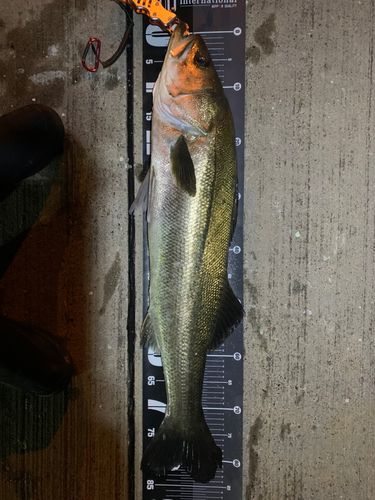 シーバスの釣果