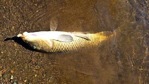 カワムツの釣果
