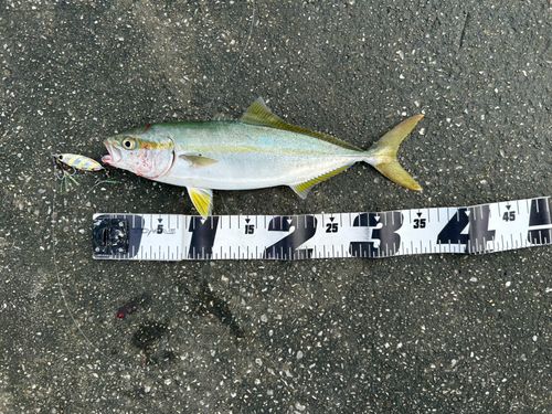 イナダの釣果