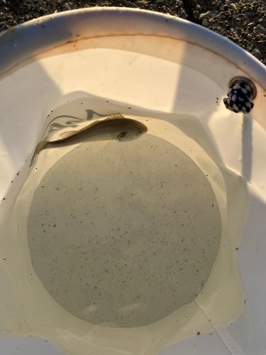 イシモチの釣果
