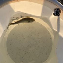 イシモチ