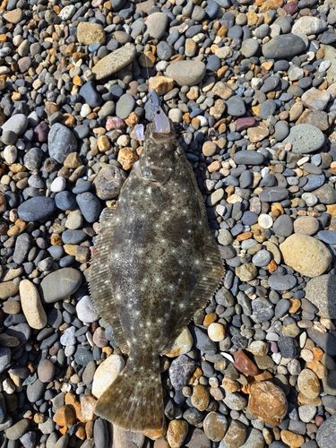 ヒラメの釣果