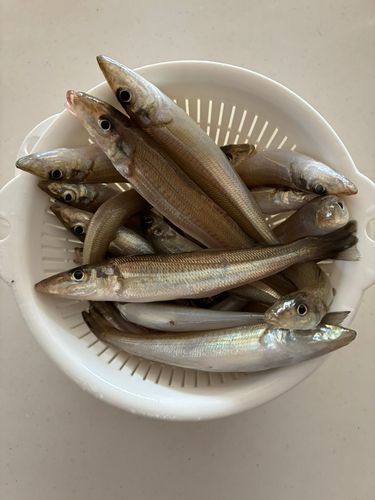 キスの釣果