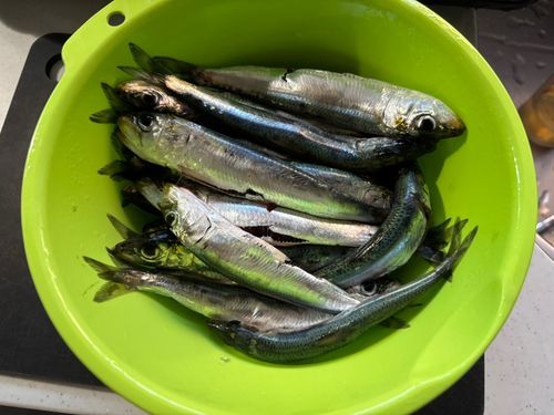 マイワシの釣果