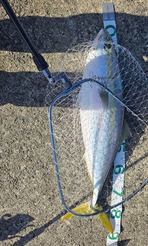 ブリの釣果