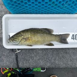 スモールマウスバス