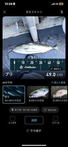 ブリの釣果