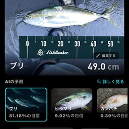 ブリ