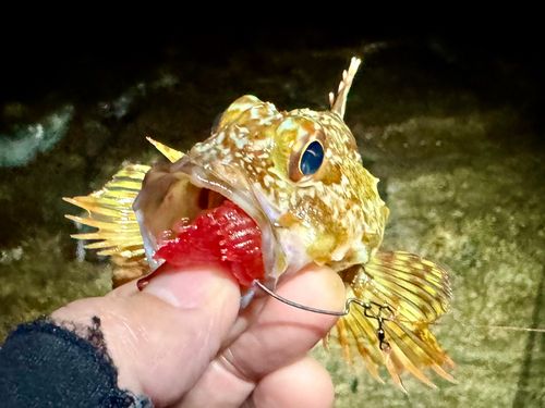 ガシラの釣果