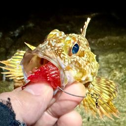 ガシラ