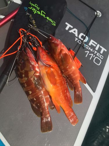 アカハタの釣果