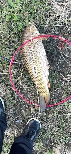コイの釣果