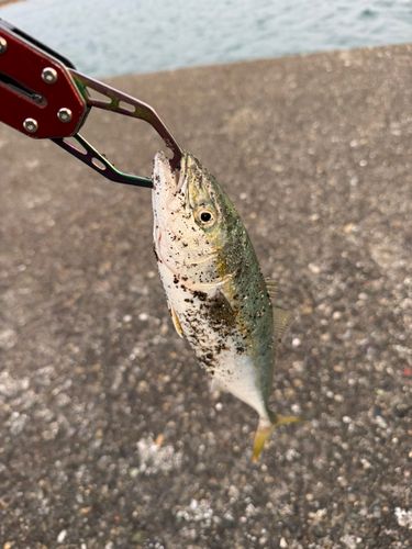 フクラギの釣果