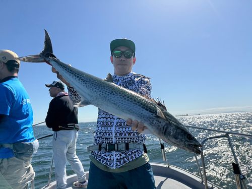 サワラの釣果