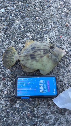 カワハギの釣果